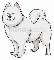 Samoyed