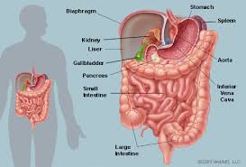 abdomen