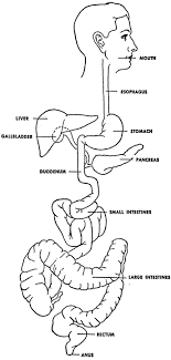 alimentary