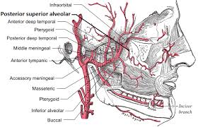 alveolar