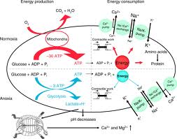 anoxia