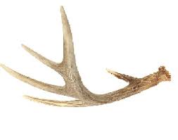 antler