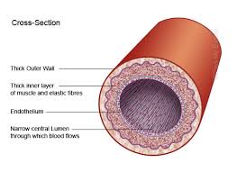 artery