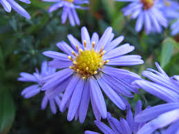 aster