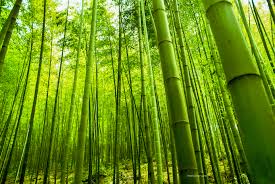 bamboo