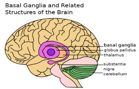 basal