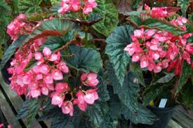 begonia