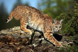 bobcat