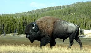 buffalo