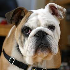 bulldog