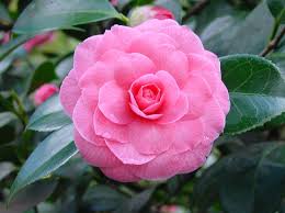 camellia