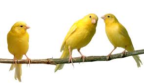 canary