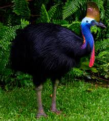 cassowary