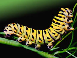 caterpillar