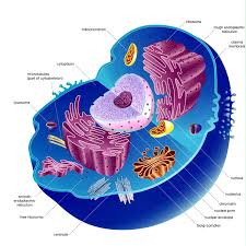 cell