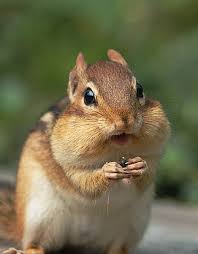 chipmunk