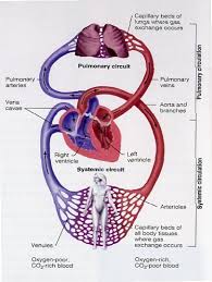 circulation