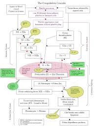 coagulation