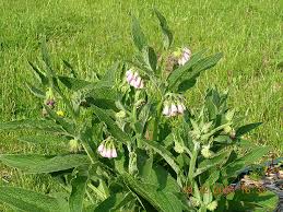 comfrey