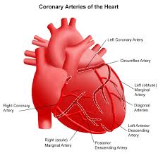 coronary