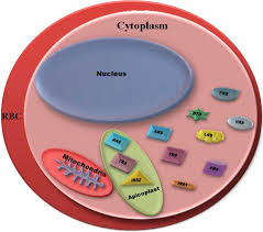 cytoplasm