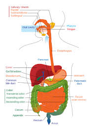 digestion