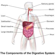 digestive