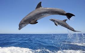 dolphin