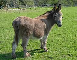 donkey