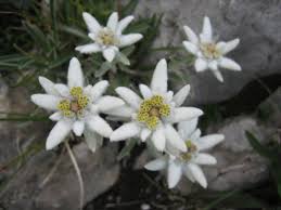 edelweiss