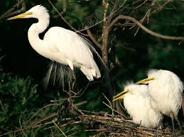 egret