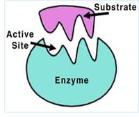 enzyme