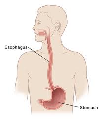 esophagus