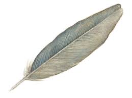 feather