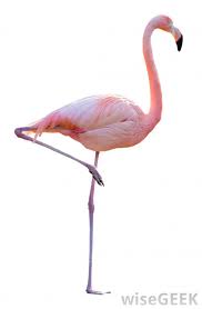 flamingo