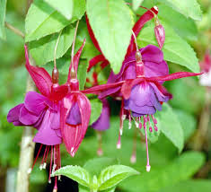 fuchsia