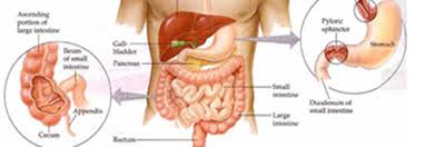 gastroenterology