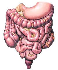 gastrointestinal