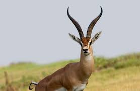 gazelle