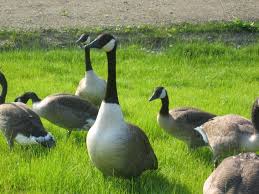 geese