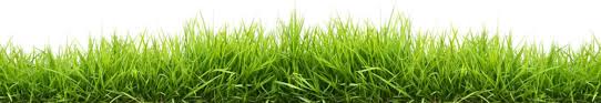 grass