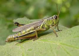 grasshopper