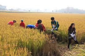 harvesting