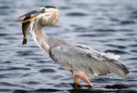 heron