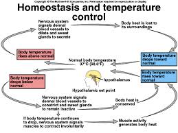 homeostasis