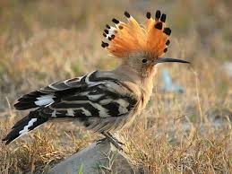 hoopoe