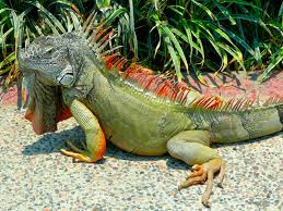 iguana