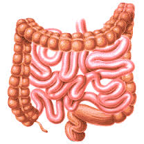 intestinal