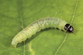 larva