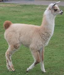 llama